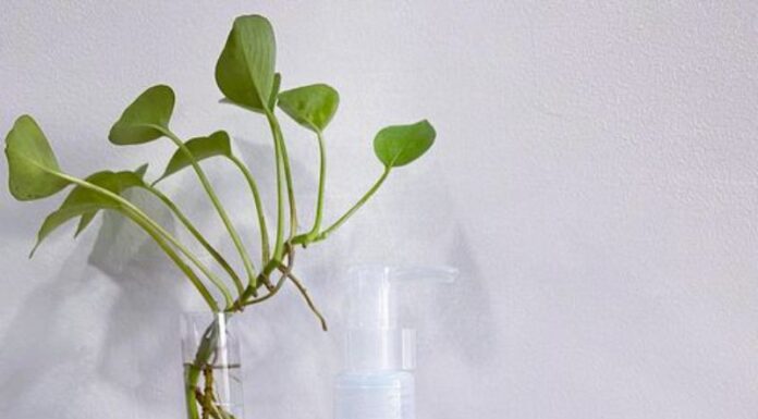 Review tẩy da chết Natureine Aqua Peel Moisture Peeling Gel cấp ẩm cho mọi loại da