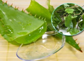 Hướng dẫn làm mặt nạ diếp cá lô hội