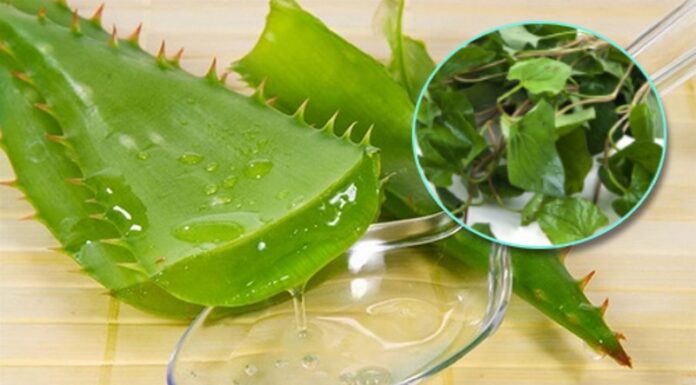 Hướng dẫn làm mặt nạ diếp cá lô hội