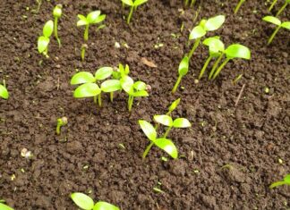 Top 10 shop bán hạt giống uy tín, chất lượng trên Shopee không nên bỏ qua