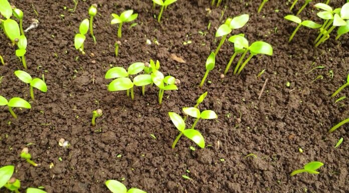 Top 10 shop bán hạt giống uy tín, chất lượng trên Shopee không nên bỏ qua