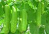 Hướng dẫn làm mặt nạ mật ong bí đao