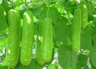 Hướng dẫn làm mặt nạ mật ong bí đao