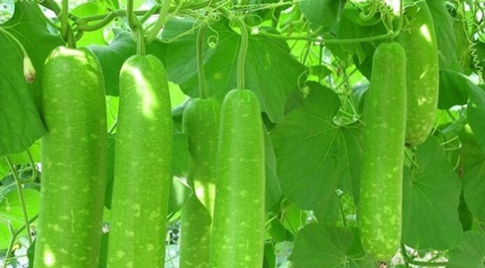 Hướng dẫn làm mặt nạ mật ong bí đao