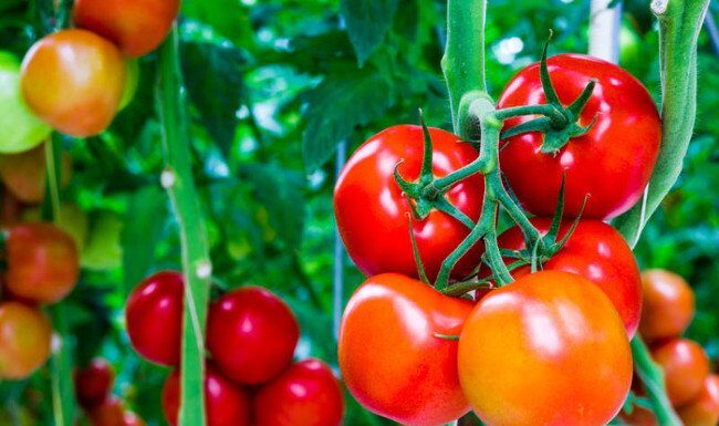 Hướng dẫn làm mặt nạ cà chua sữa tươi mật ong