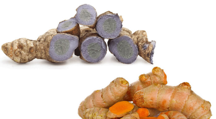 Nên đắp mặt bằng nghệ đen hay nghệ vàng?