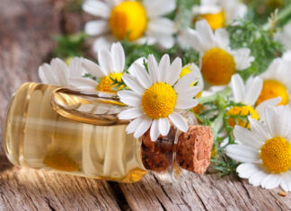 Hướng dẫn làm mặt nạ hoa cúc lô hội