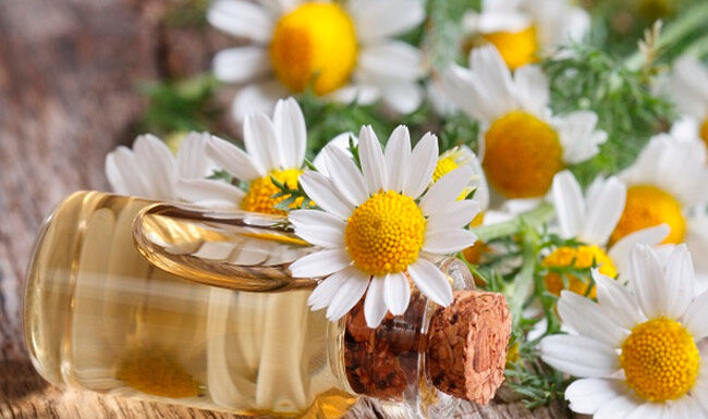 Hướng dẫn làm mặt nạ hoa cúc lô hội