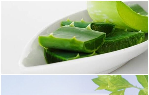 Hướng dẫn làm mặt nạ nha đam trà xanh