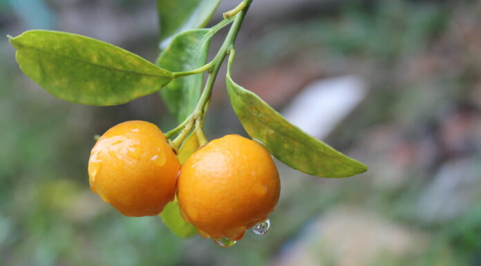 Hướng dẫn làm mặt nạ nghệ quất