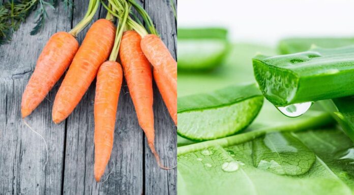 Hướng dẫn làm mặt nạ cà rốt nha đam