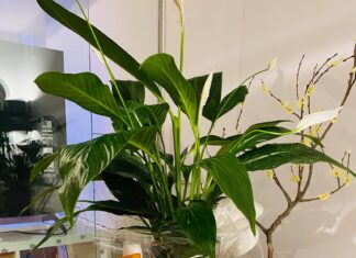 Review dầu gội đặc trị rụng tóc và gàu hiệu quả nhất hiện nay