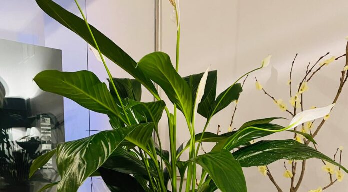 Review dầu gội đặc trị rụng tóc và gàu hiệu quả nhất hiện nay